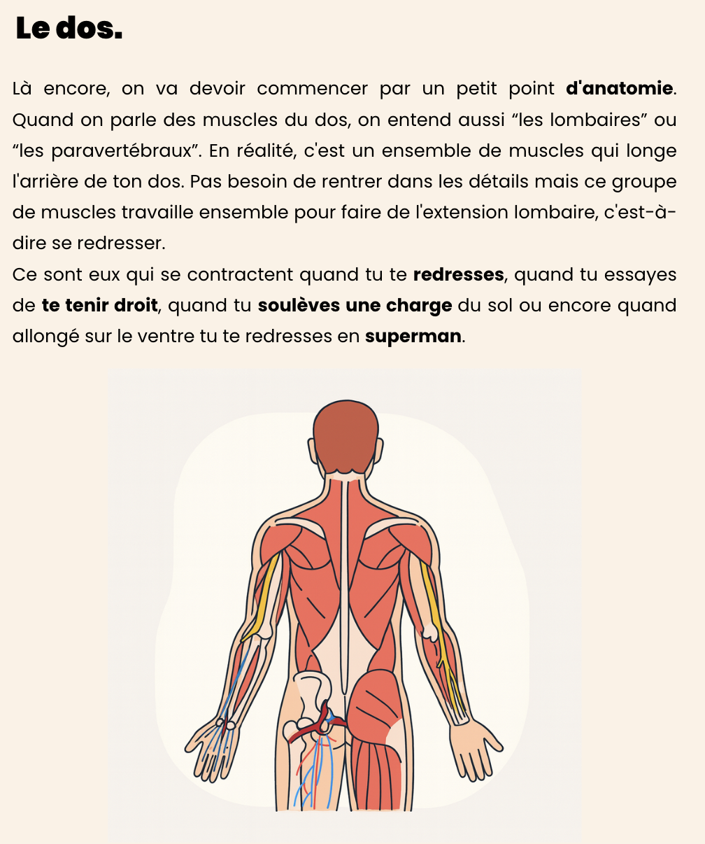 anatomie du dos